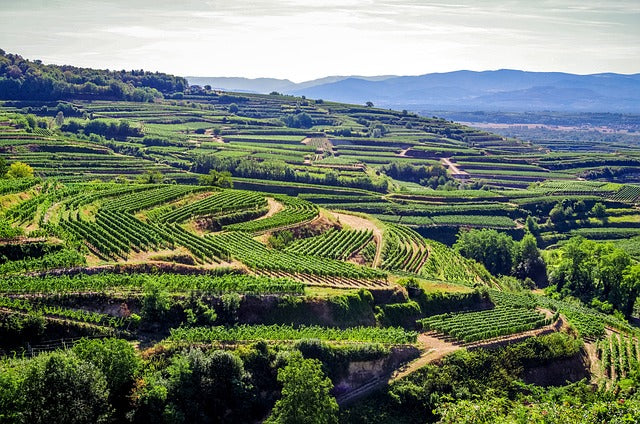 Weinberge am Kaiserstuhl