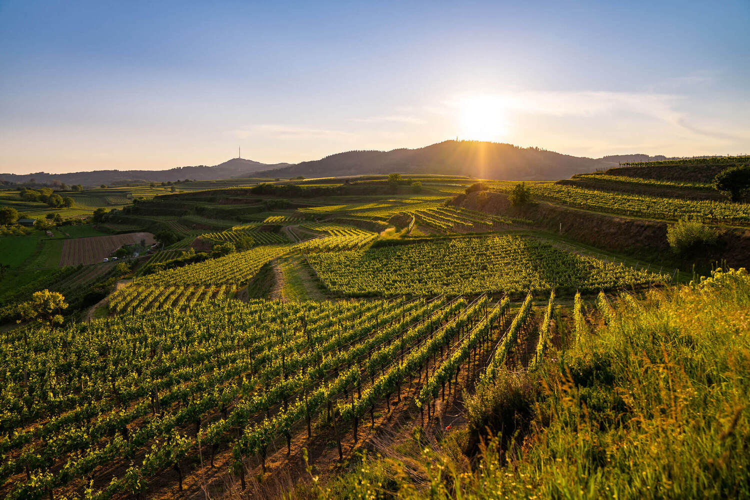 Panoramablick über die Weinberge des Kaiserstuhls. Weingut Frank Schmidt