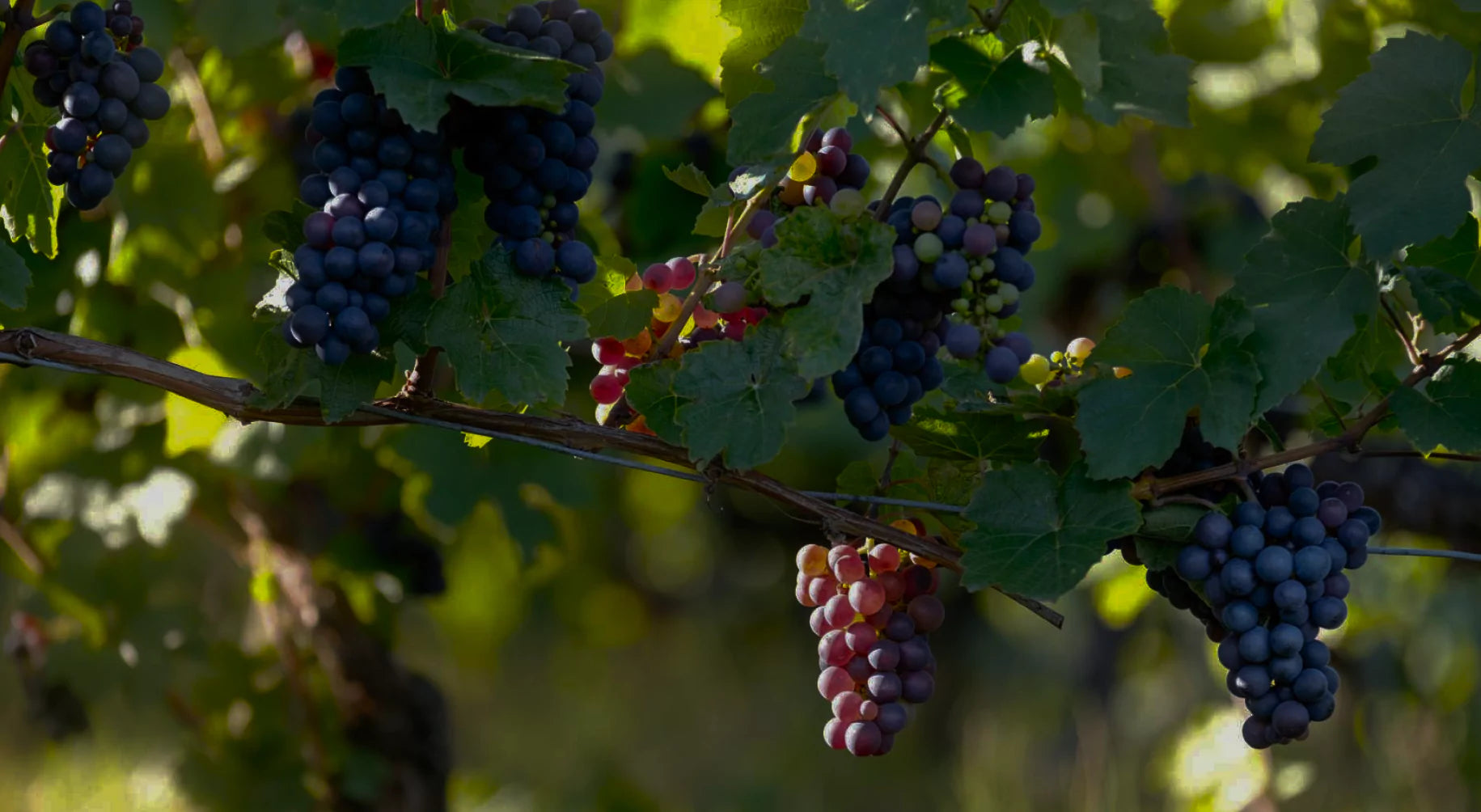 Weingut Frank Schmidt am Kaiserstuhl, unsere Rotweintrauben